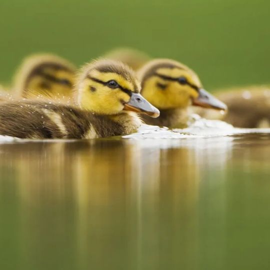 Wildlife Trust
