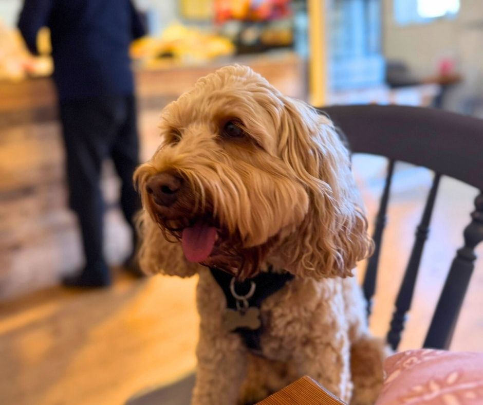 SMart Cafe - dog friendly